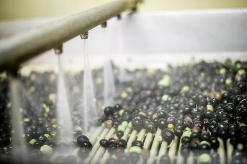 Olives being rinsed under water jets at a small Veneto olive press before cold pressing