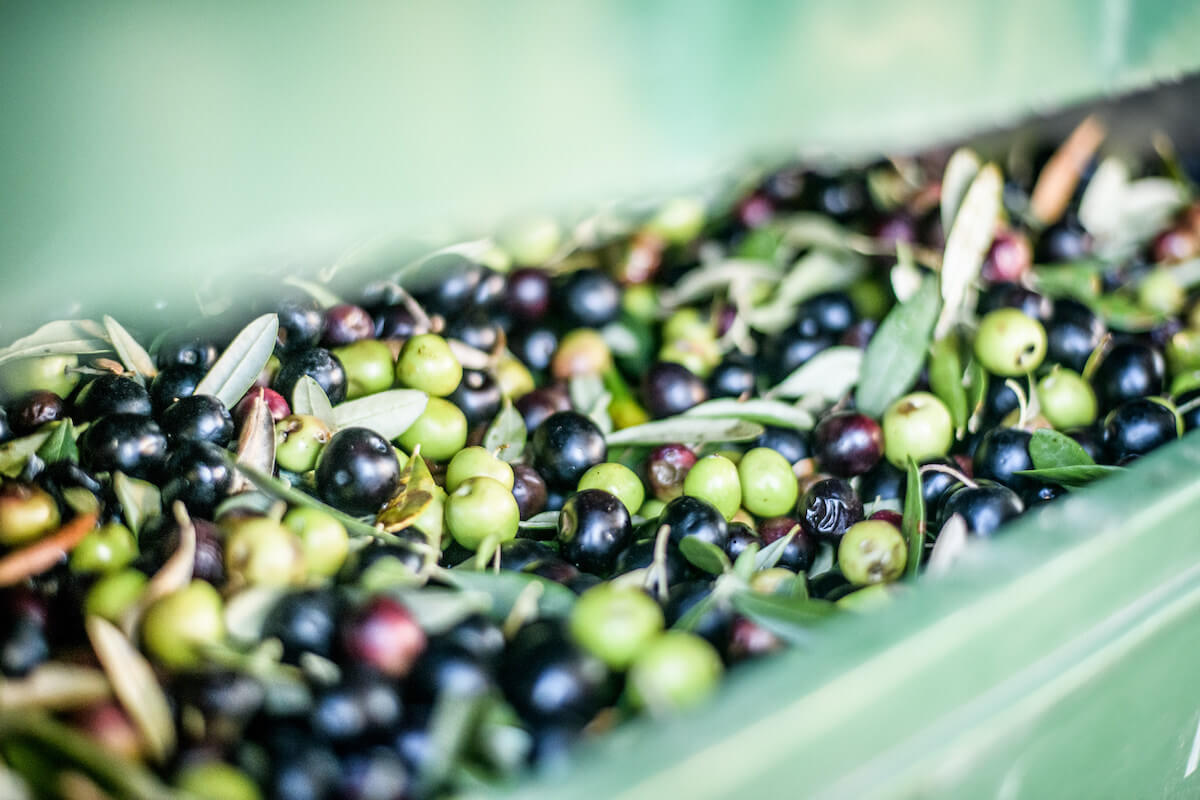 Close-up of mixed green and black olives with leaves in a crate, freshly harvested for pressing into olive oil