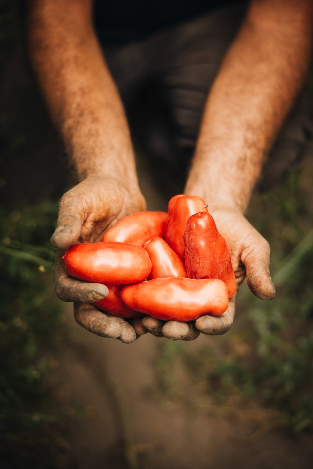 Organic San Marzano Whole Peeled Tomatoes