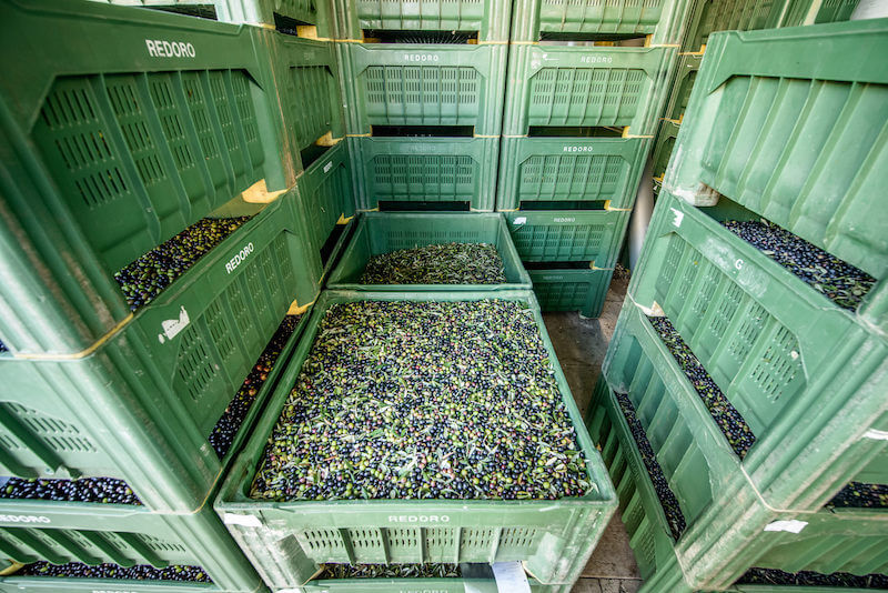 Crates of freshly harvested olives stacked in a storage room at a family-run Veneto mill, ready for pressing