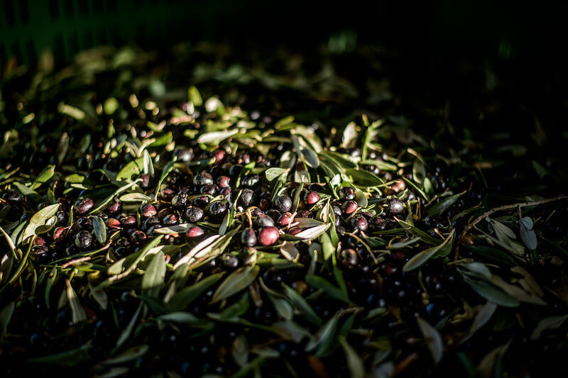 Hand-harvested dark olives with leaves piled in a crate at a small organic Italian farm