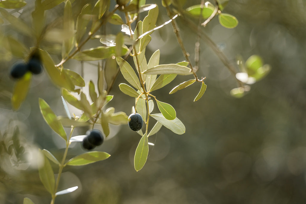 Close-up of an olive tree branch bearing ripe olives in a sunlit Italian olive grove