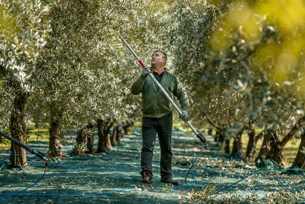 Farmer harvesting olives with a long pole between rows of olive trees