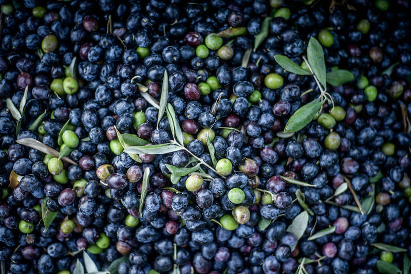 Close-up of mixed ripe and green olives with leaves ready for pressing into olive oil