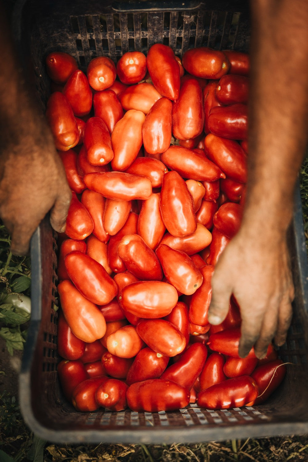 Organic San Marzano Whole Peeled Tomatoes