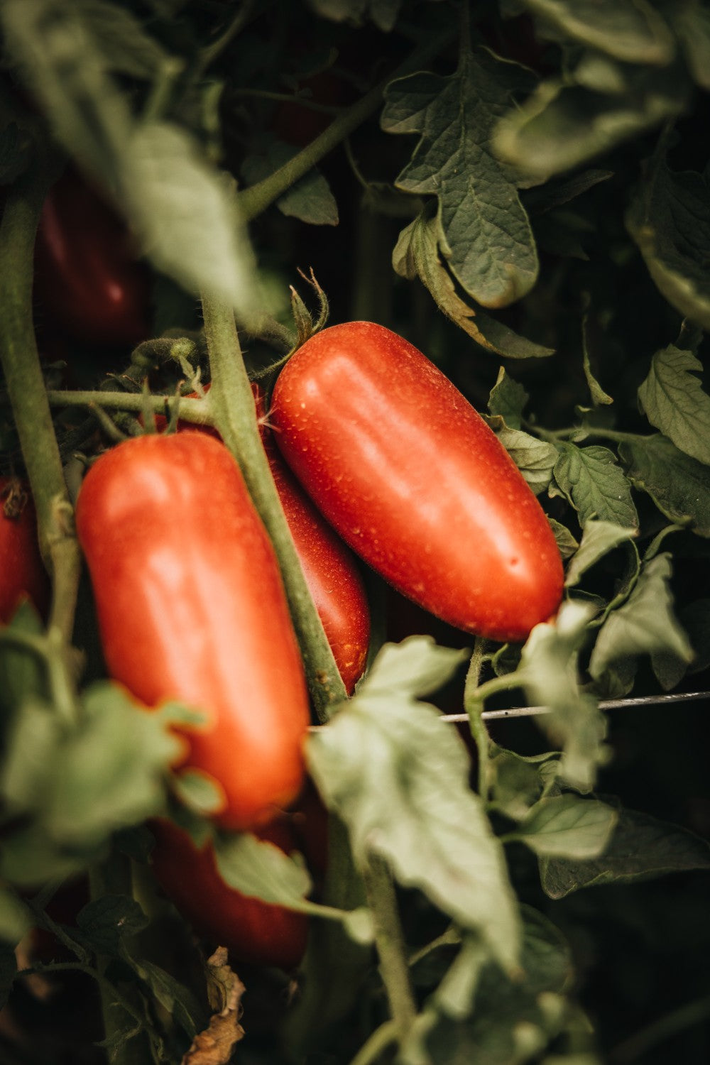 Organic San Marzano Whole Peeled Tomatoes