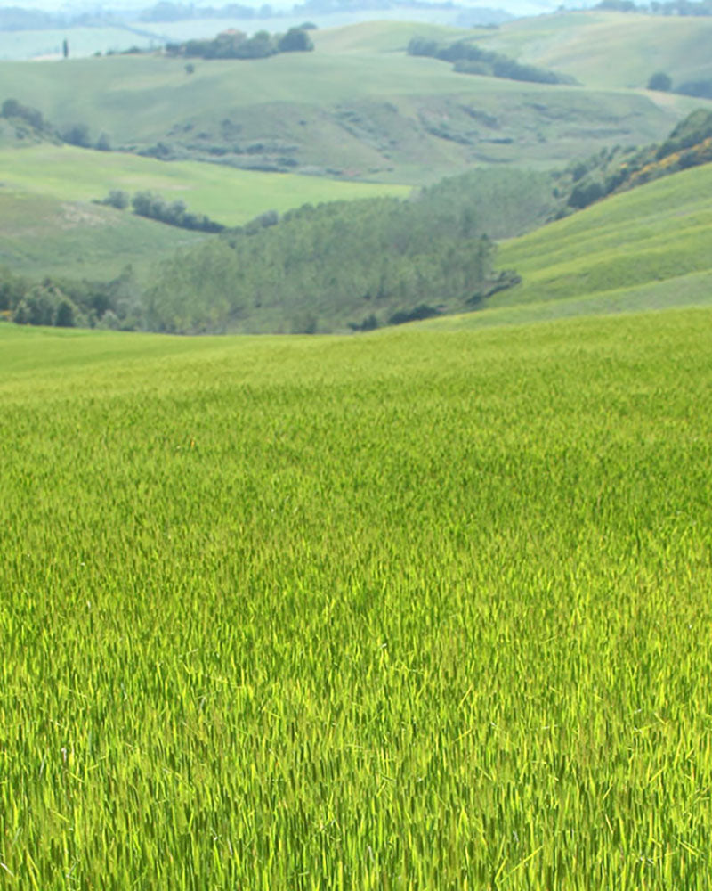 Green einkorn field in foreground with rolling hills and a distant tree-lined valley under a hazy sky.