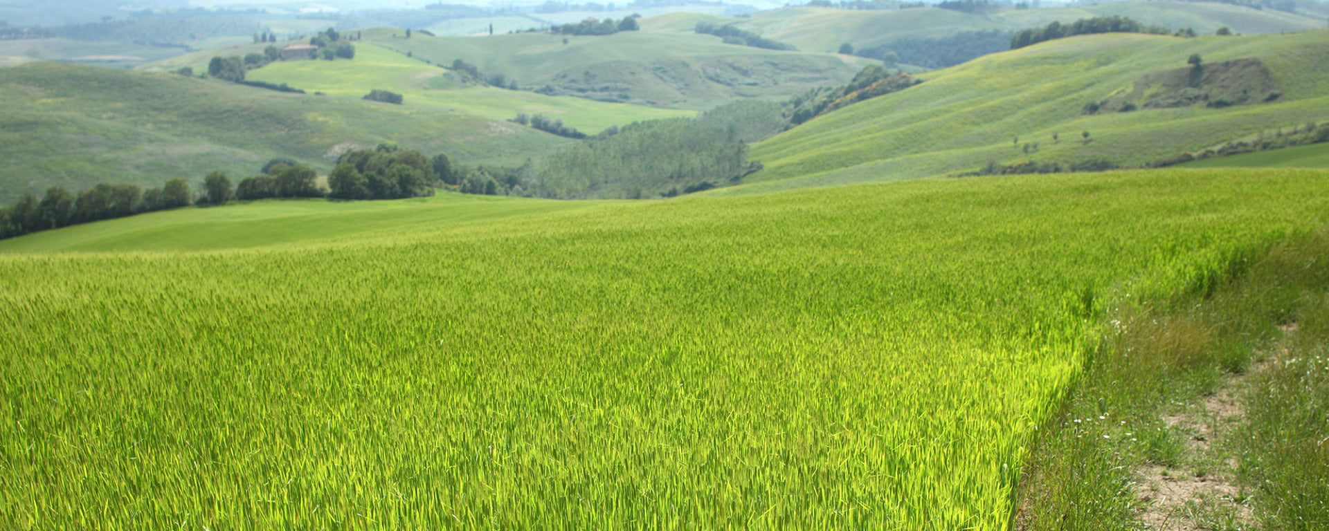 Rolling green wheat field and distant hills with a narrow dirt path at the right