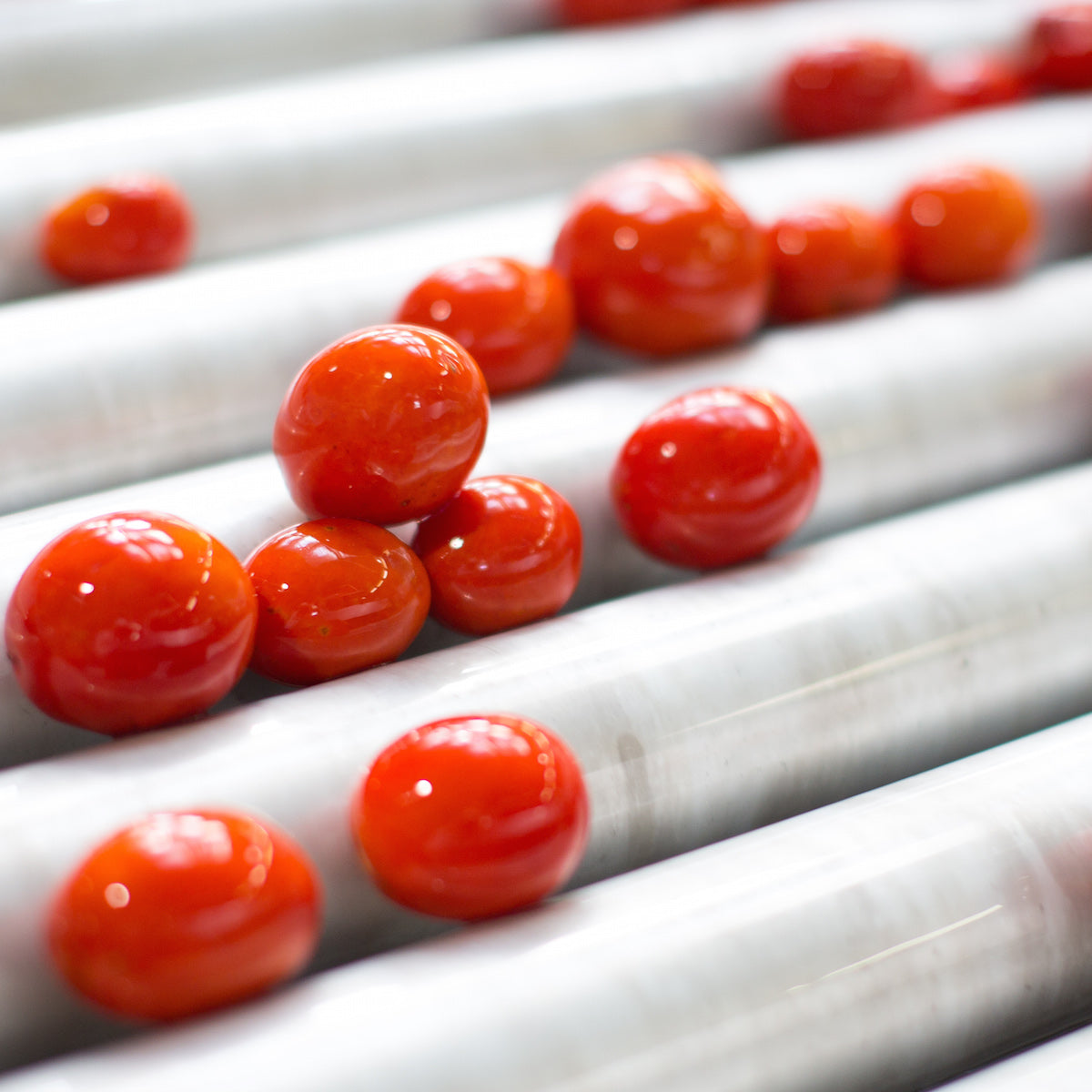 Cherry tomatoes on stainless rollers in a tomato processing line at an organic Italian cannery