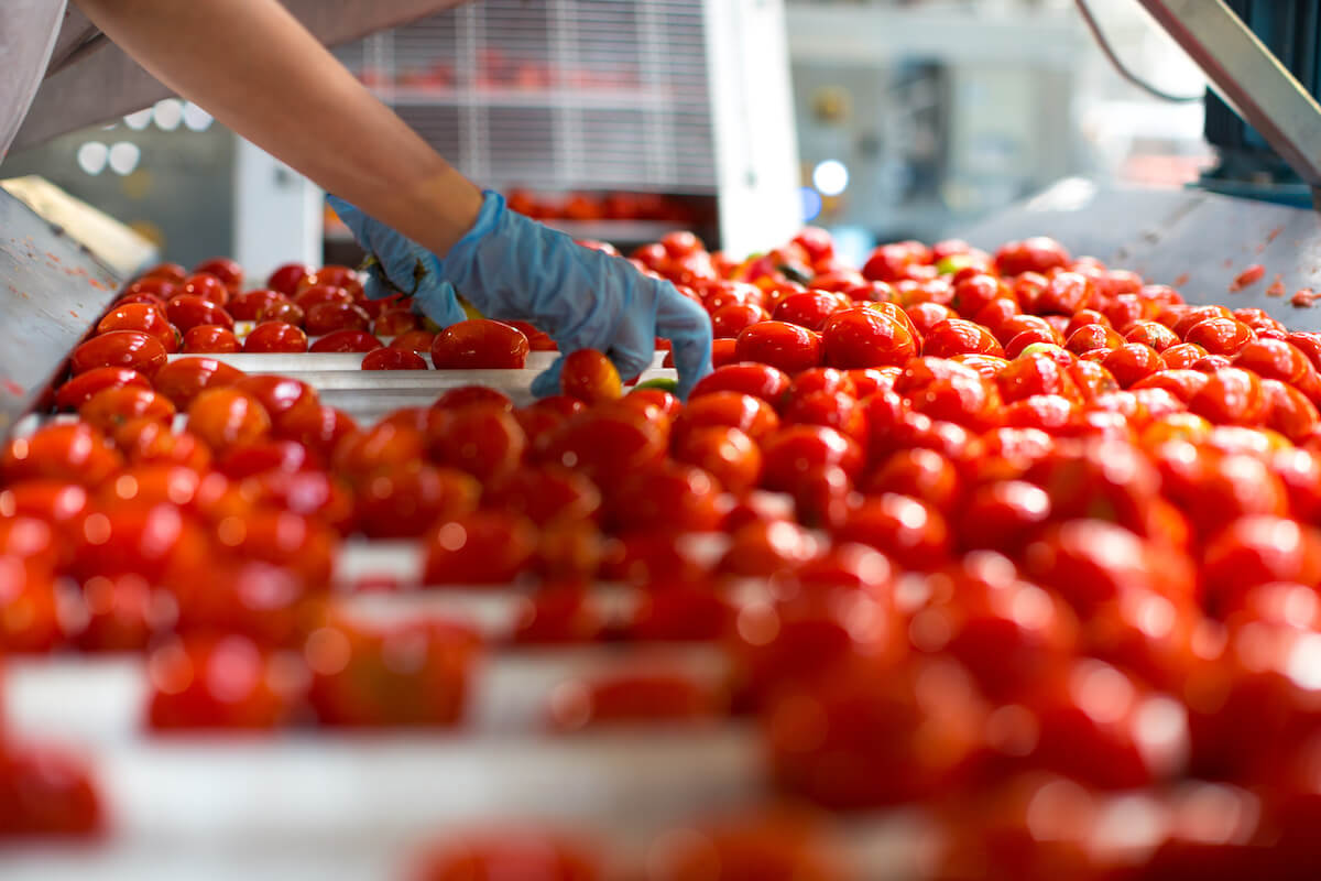 Gloved worker sorting organic tomatoes on a conveyor belt in a processing facility