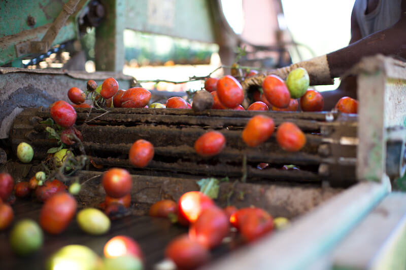 Red and green tomatoes rolling on a conveyor being sorted in a processing machine at an organic tomato farm