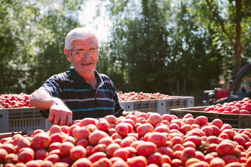 Organic Italian tomato farmer sorting crates of ripe tomatoes outdoors on a sunny farm