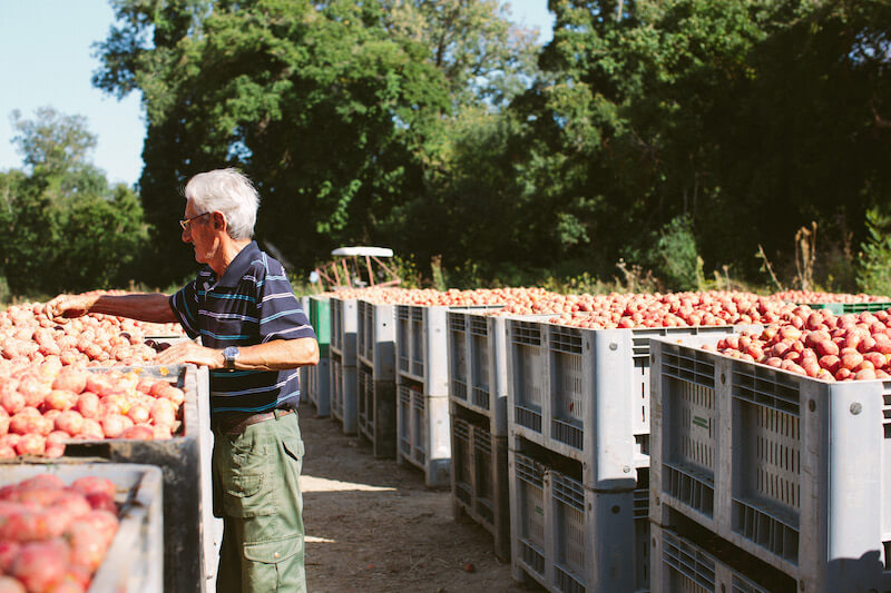 Older farmer sorting freshly harvested tomatoes into large plastic crates on a sunny organic Italian farm