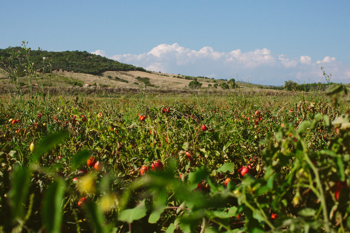 Tomato plants ripening across an organic farm field with rolling hills and blue sky