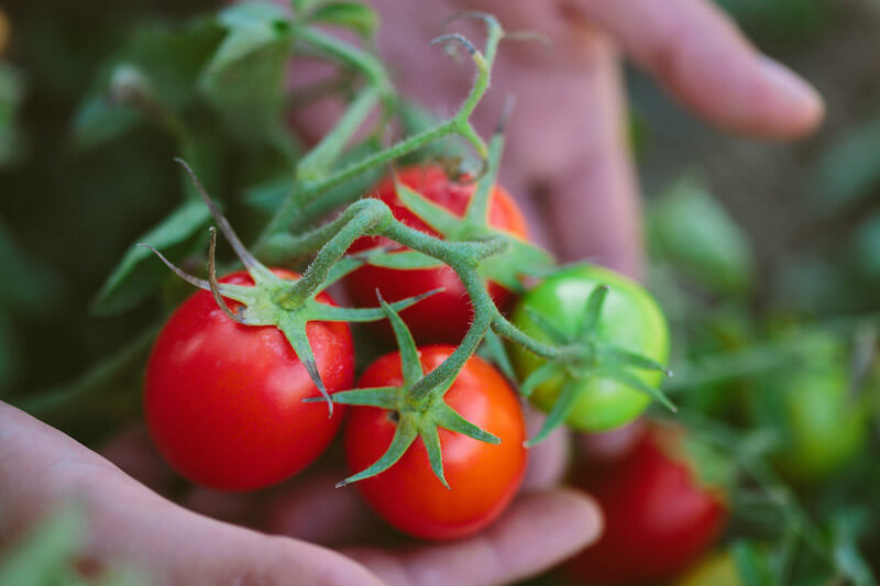 Hands holding a cluster of ripe and green tomatoes on the vine in an organic tomato field