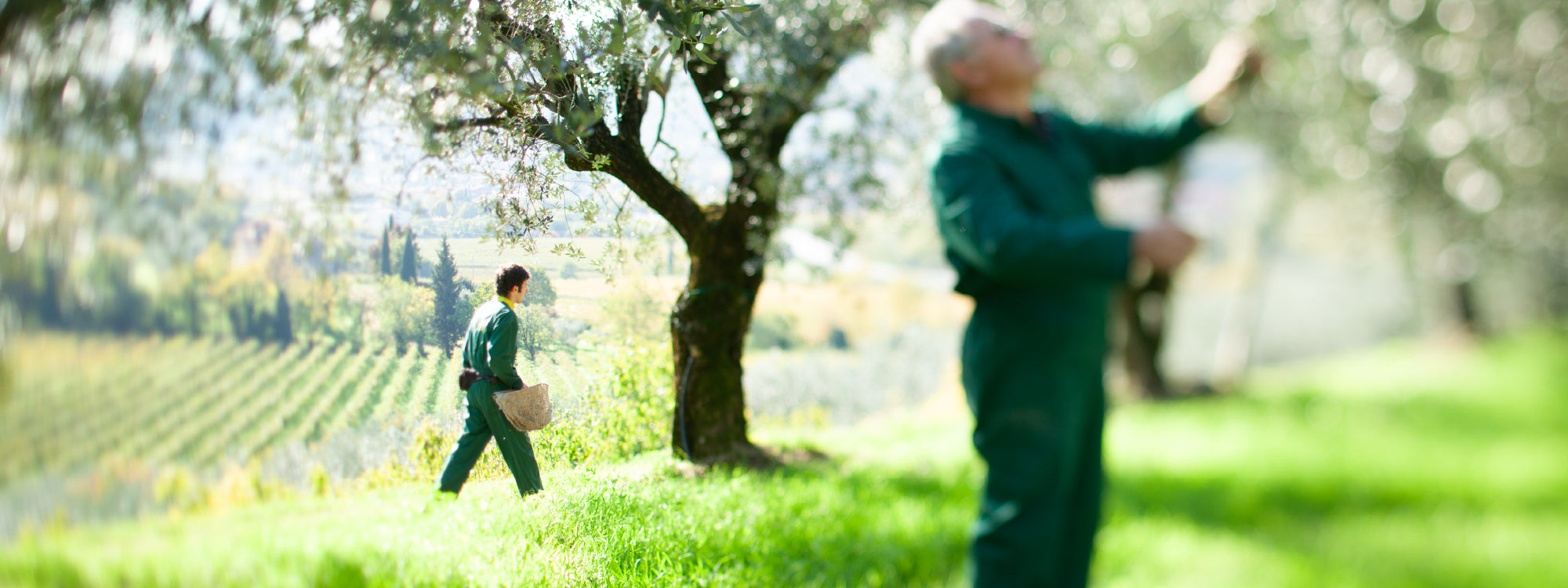 Two harvesters in green overalls picking olives beneath an olive tree, one carrying a woven harvesting basket