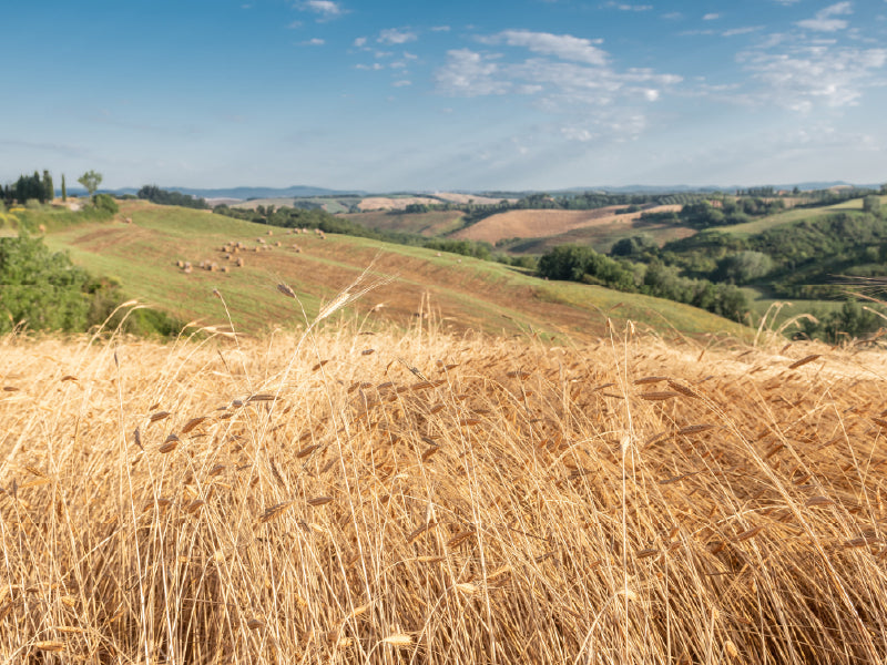 Sunlit golden einkorn wheat in foreground with rolling green hills and scattered trees under a blue sky.