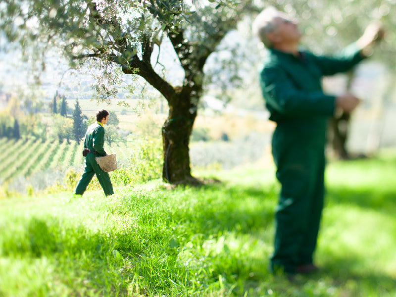 Two workers harvesting olives in a sunlit organic Italian olive grove with rolling fields in the background