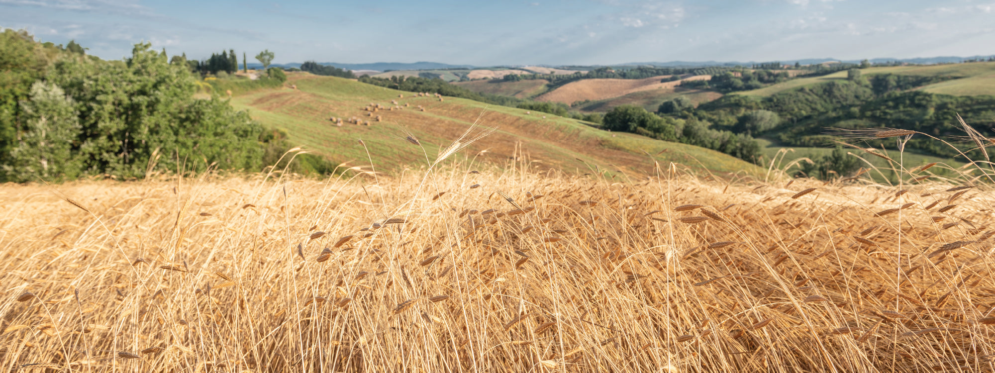 Golden field of einkorn wheat with rolling green hills, scattered hay bales and trees beneath a blue sky
