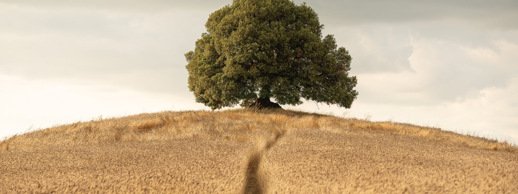 Solitary oak tree atop a hill  golden einkorn wheat and a narrow footpath leading to the trunk beneath a cloudy sky.