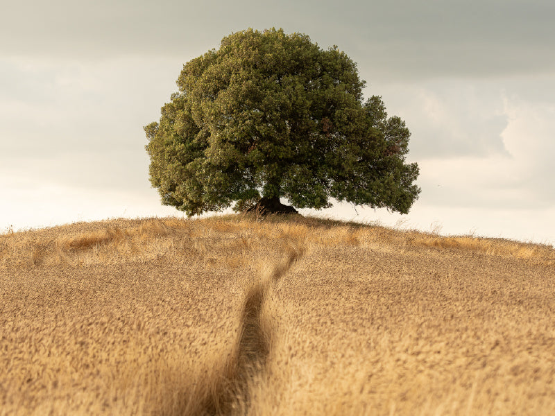 Solitary oak tree atop a hill  golden einkorn wheat and a narrow footpath leading to the trunk beneath a cloudy sky.