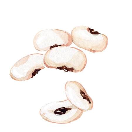 Watercolor illustration of beans (white beans with dark eye)