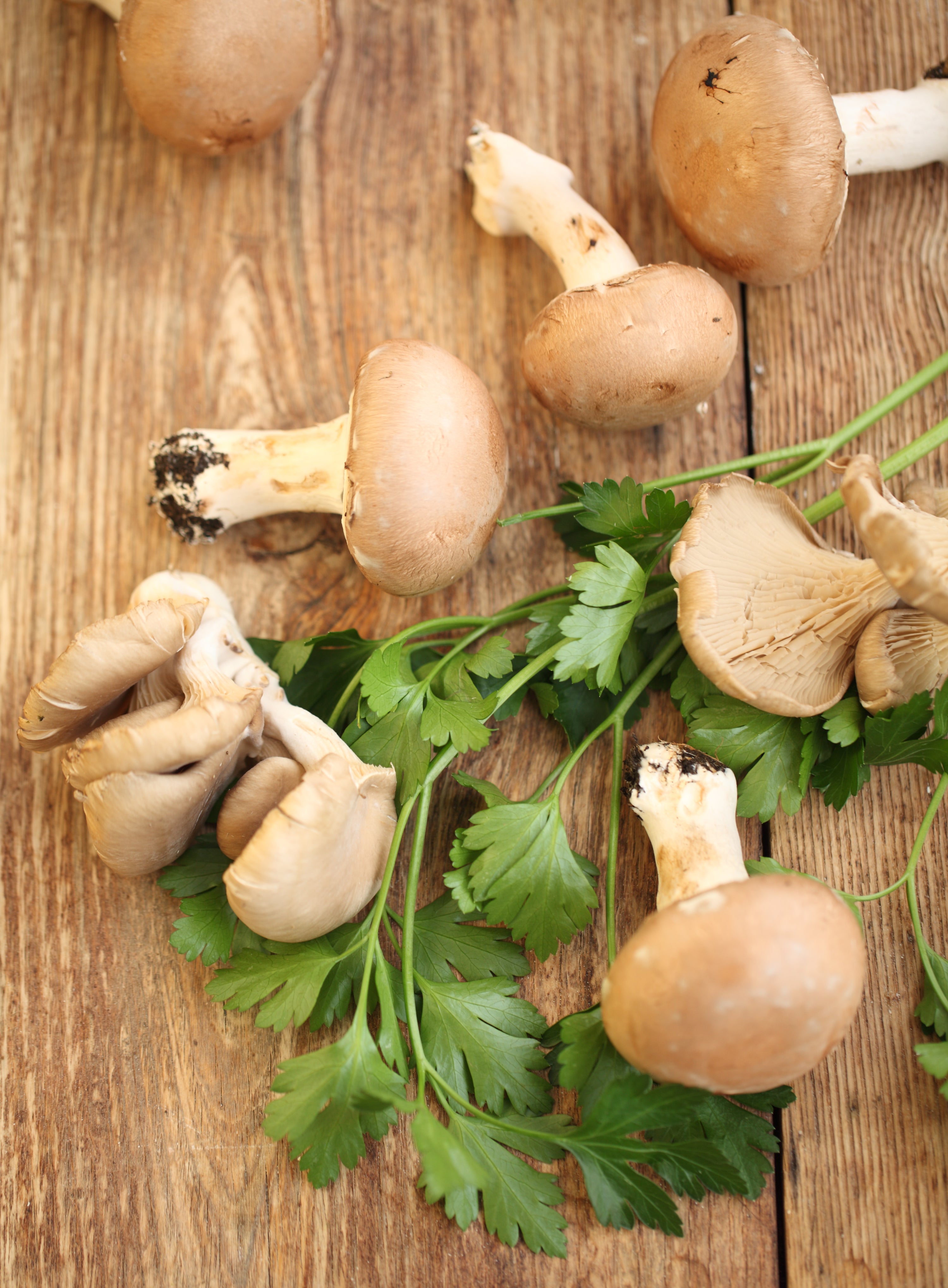 Overhead view of brown cremini and oyster mushrooms with flat-leaf parsley on a wooden board, ingredients for capellini with goat cheese