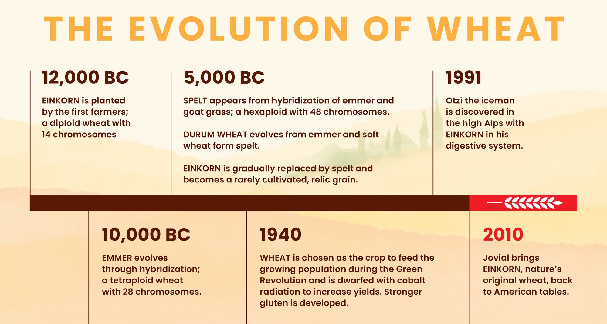 Timeline 'THE EVOLUTION OF WHEAT' showing milestones (12,000 BC–2010) about einkorn, spelt, emmer; notes Jovial bringing einkorn back.