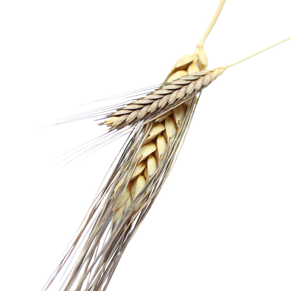 Close-up of two organic einkorn wheat heads showing golden kernels and long awns on white background