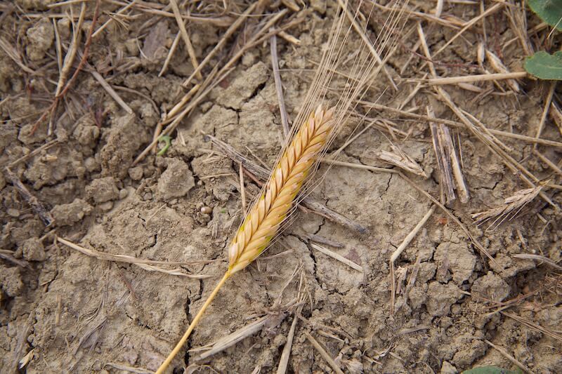 Close-up of Einkorn wheat head showing golden kernels and long awns on dry cracked soil
