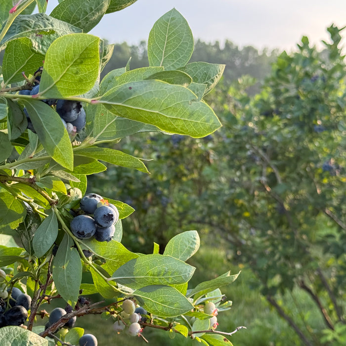 Blueberries ripening on a leafy bush in a sunlit berry field