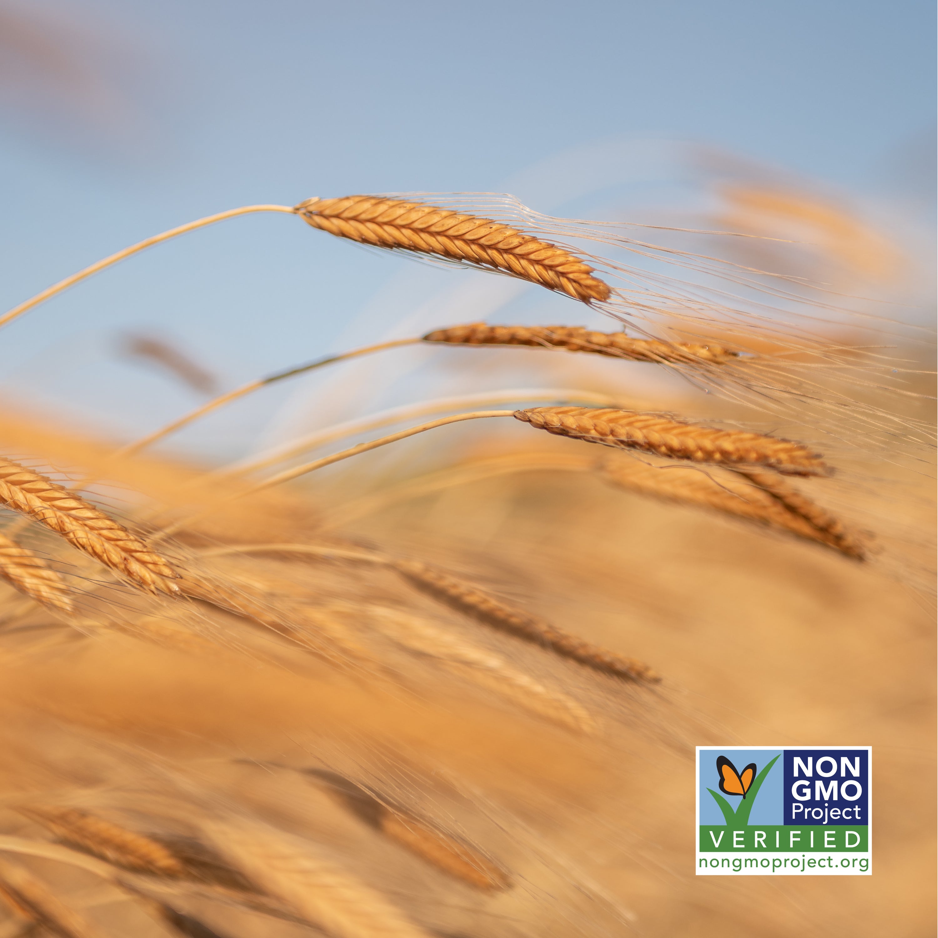 Einkorn wheat heads swaying in a golden field under a blue sky with Non‑GMO Project Verified badge in lower right