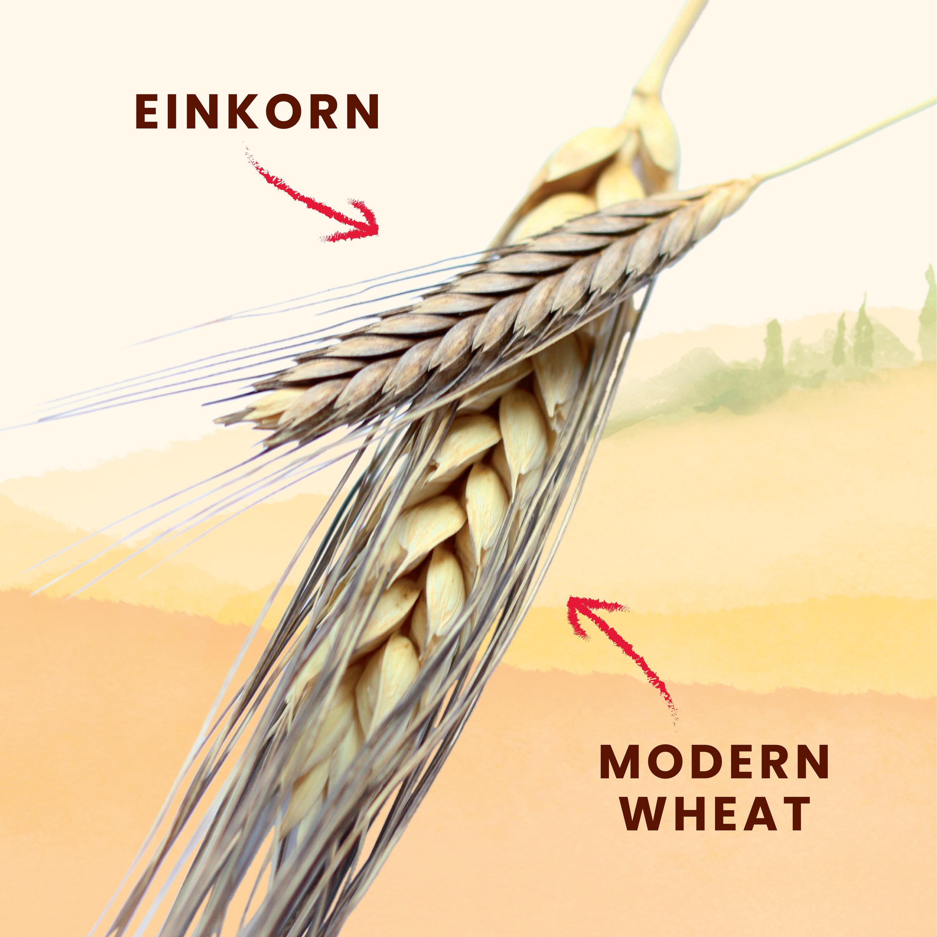 Comparison graphic showing EINKORN labeled on an einkorn wheat head and MODERN WHEAT labeled on a modern wheat head