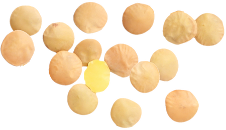 Top-down view of organic brown lentils scattered on a white background showcasing their flat round shape and earthy color