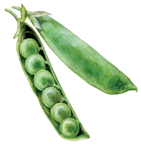 Watercolor illustration of a split green pea pod showing six peas and a whole pod