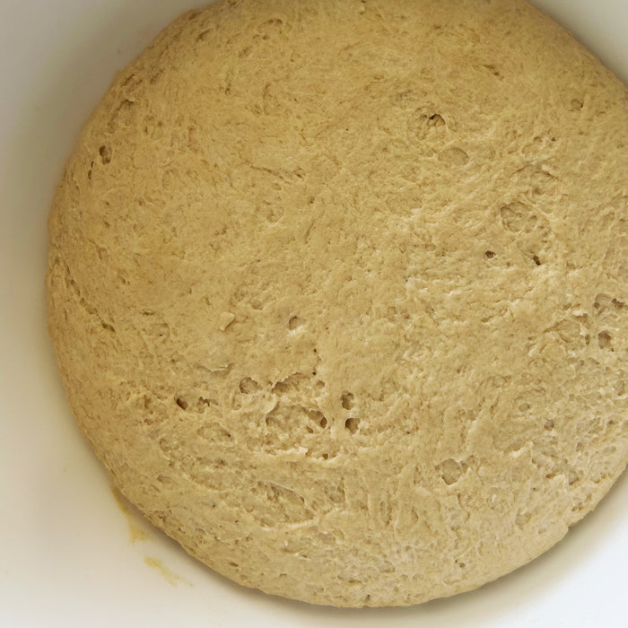 Top-down view of risen einkorn sourdough tortilla dough showing airy texture and fermentation bubbles in a white bowl