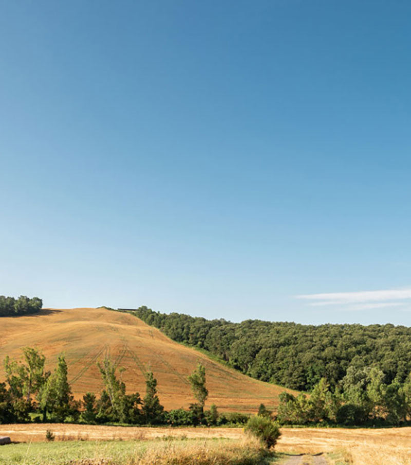 Rolling golden hillside and treeline under a clear blue sky, harvested field in the foreground.