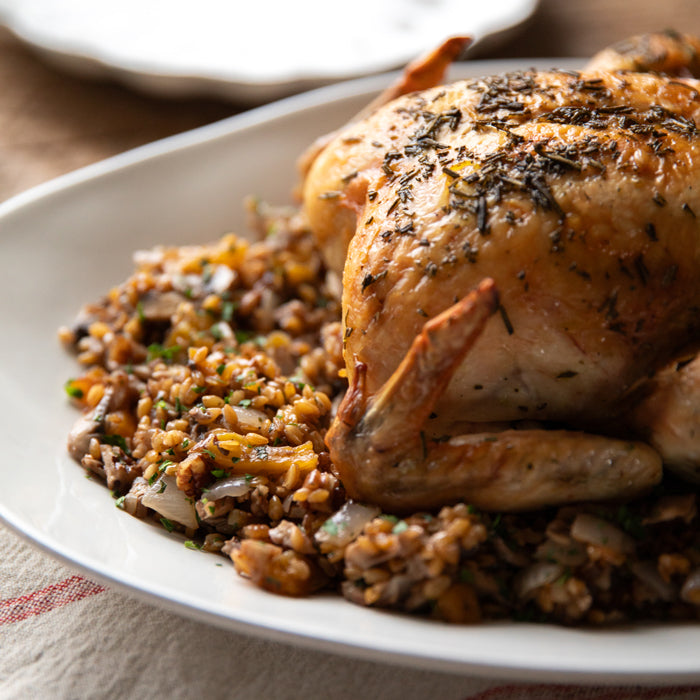 Roasted whole chicken on a white plate with Einkorn wheat berry stuffing with mushrooms and dried apricots, close up