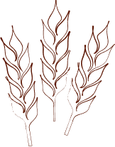 Three stylized wheat stalks illustration