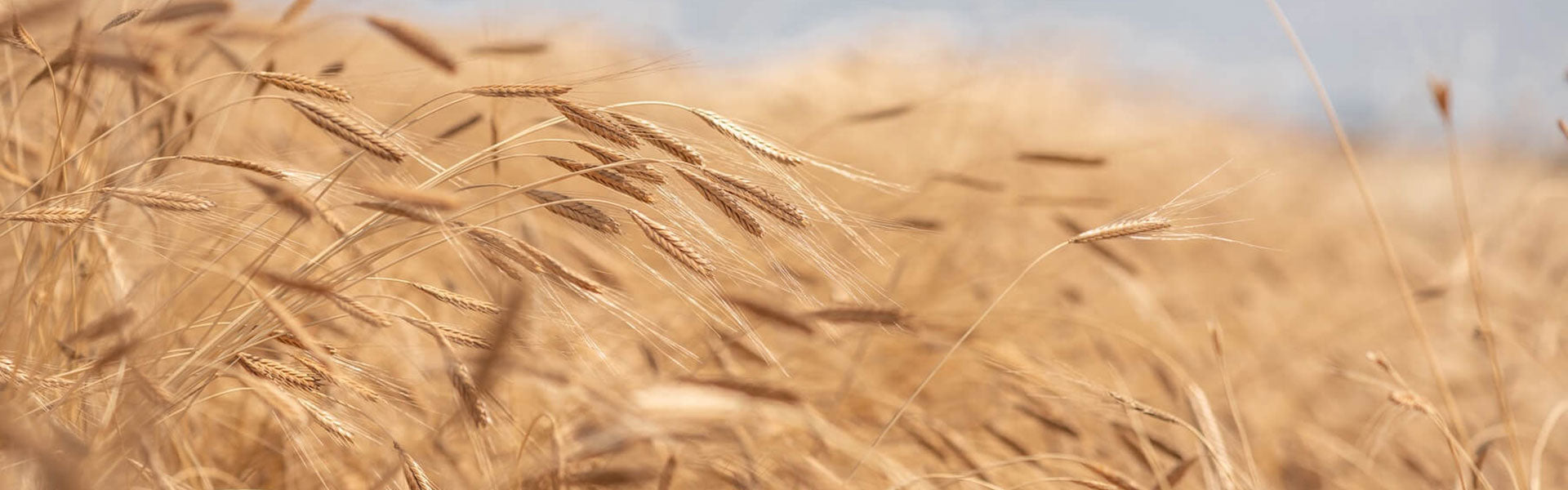 Golden einkorn wheat heads swaying in a sunlit field of grain