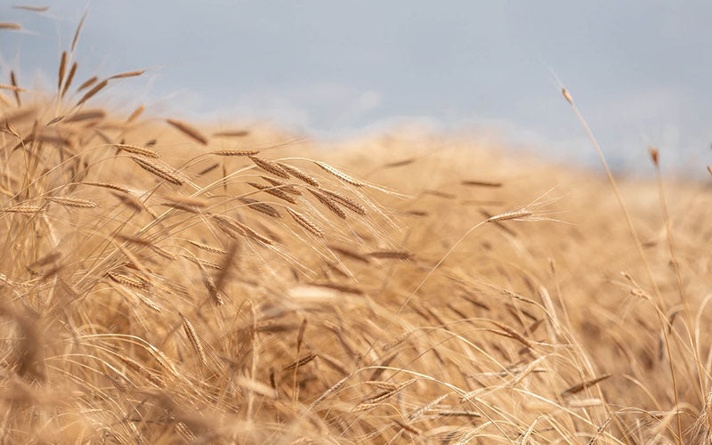 Golden ripe einkorn wheat stalks bending in a breeze across a field under a pale sky.
