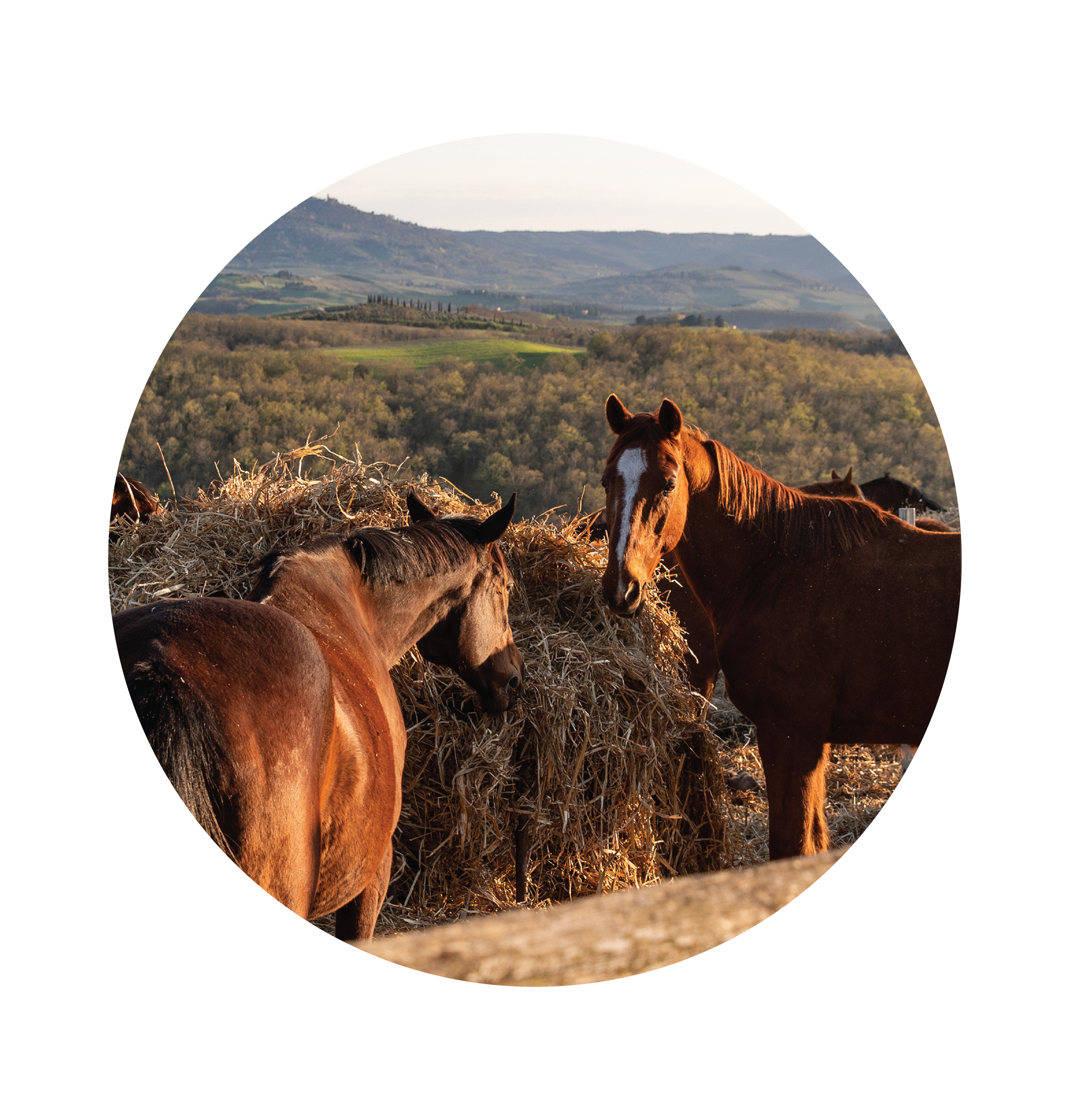 Two horses feeding from a hay bale in a pasture with rolling hills at golden hour