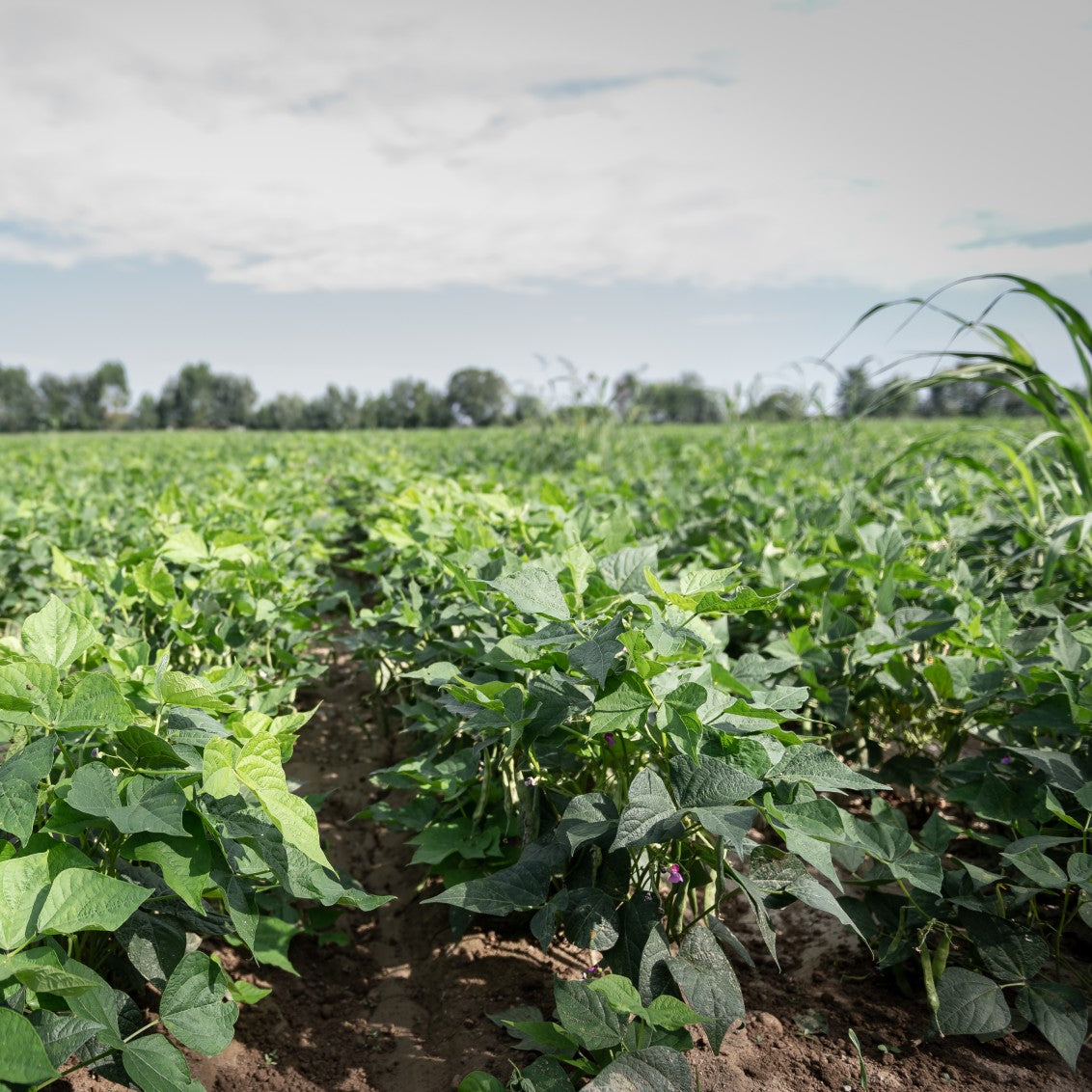 Rows of organic black bean plants growing in a farm field under a cloudy sky