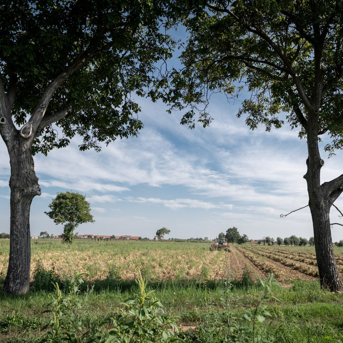 Rows of bean plants in a sunlit harvest field framed by trees and a cloudy sky