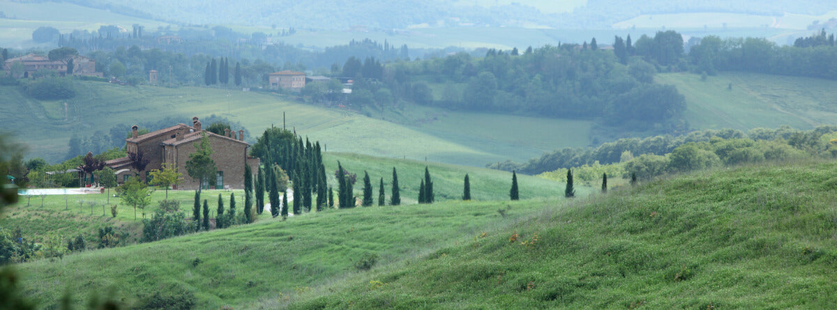 Rolling organic einkorn wheat fields with a rustic farmhouse and cypress trees in green Tuscan hills