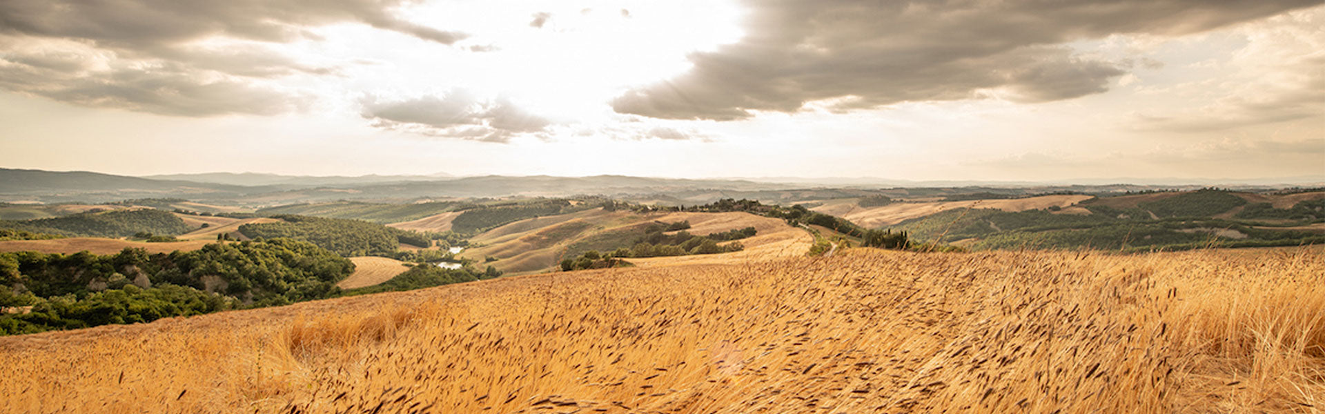 Golden einkorn  wheat field in rolling hills beneath a dramatic cloudy sky, suggesting Italian countryside farmland.