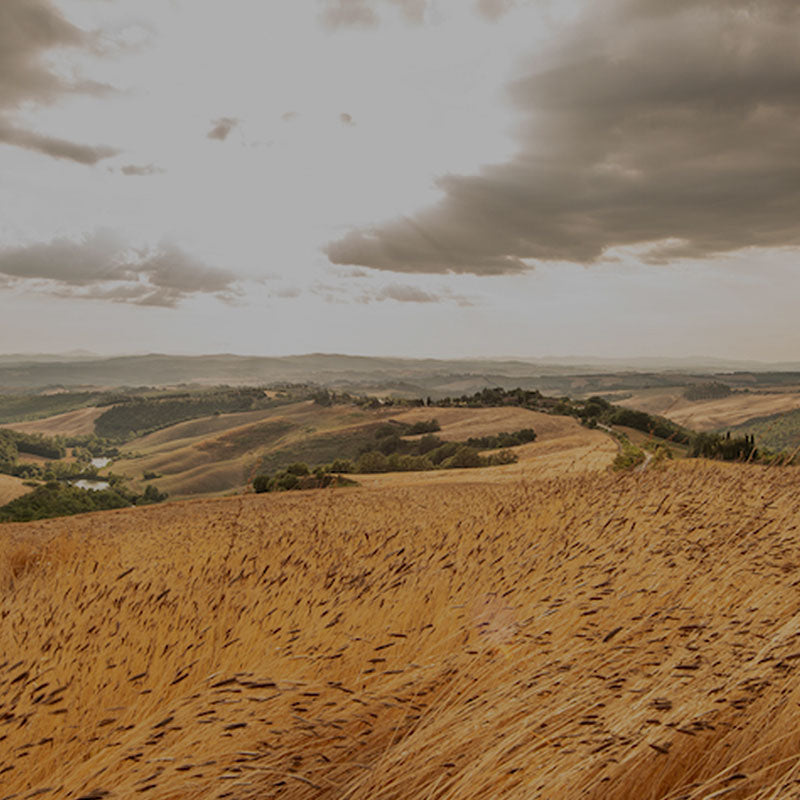 Rolling golden einkorn fields and distant hills beneath a dramatic cloudy sky.