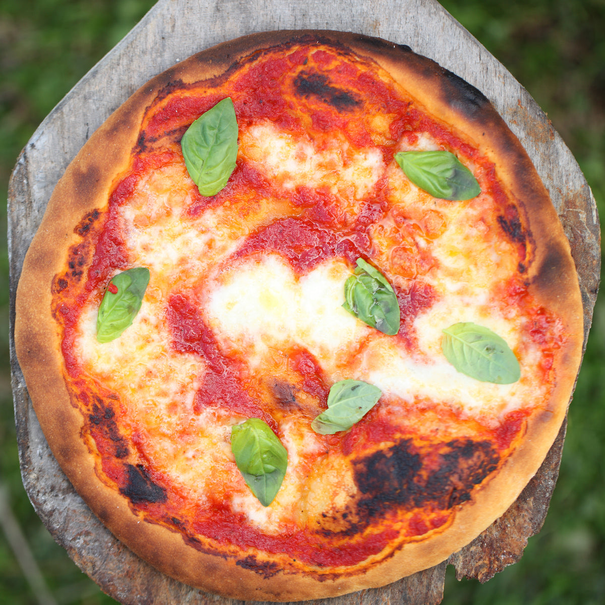 Top-down Margherita pizza made with einkorn flour, melted mozzarella and fresh basil on a wooden board