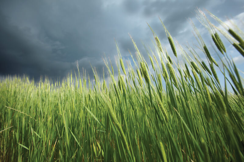 Einkorn wheat stalks swaying in the wind across a green field beneath a dark, stormy sky