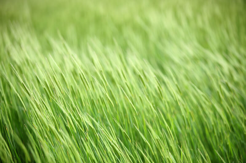 Close-up of a young green einkorn wheat field swaying in the wind with a soft blurred background